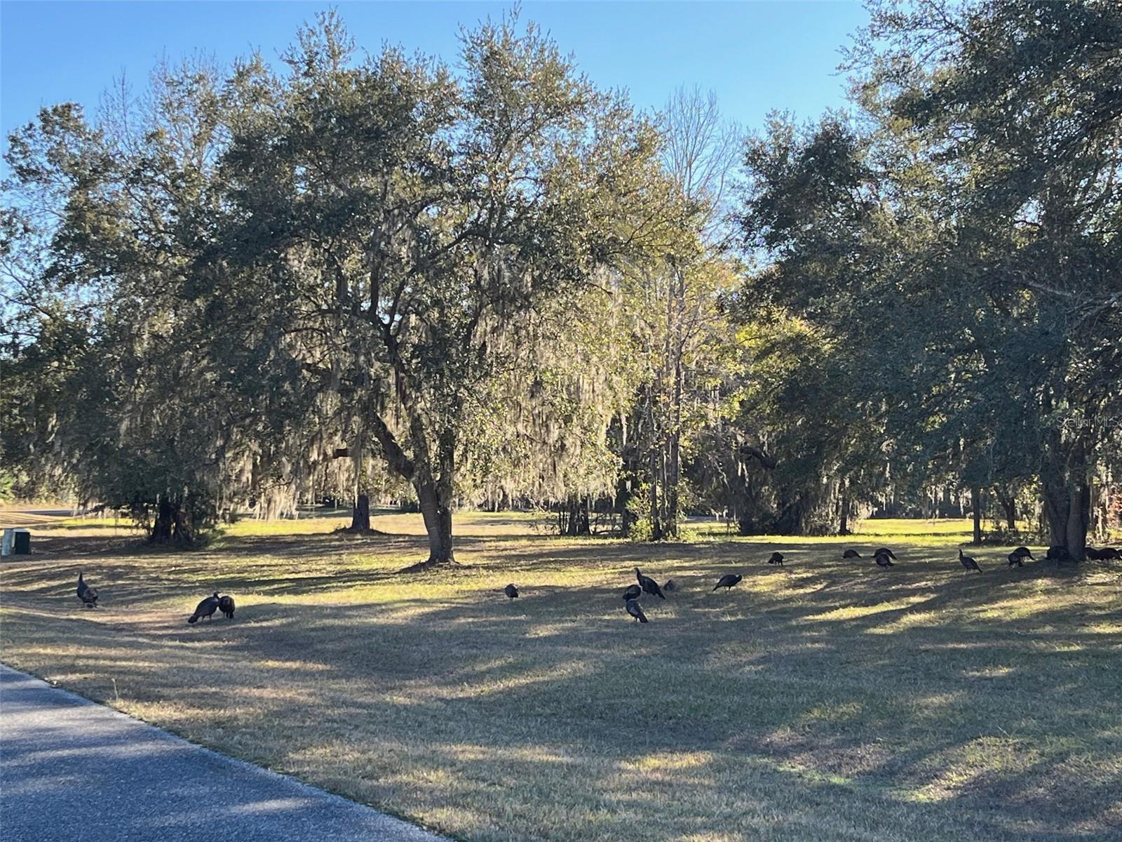 TBD NW 148 LN, WILLISTON, FL — photo 9
