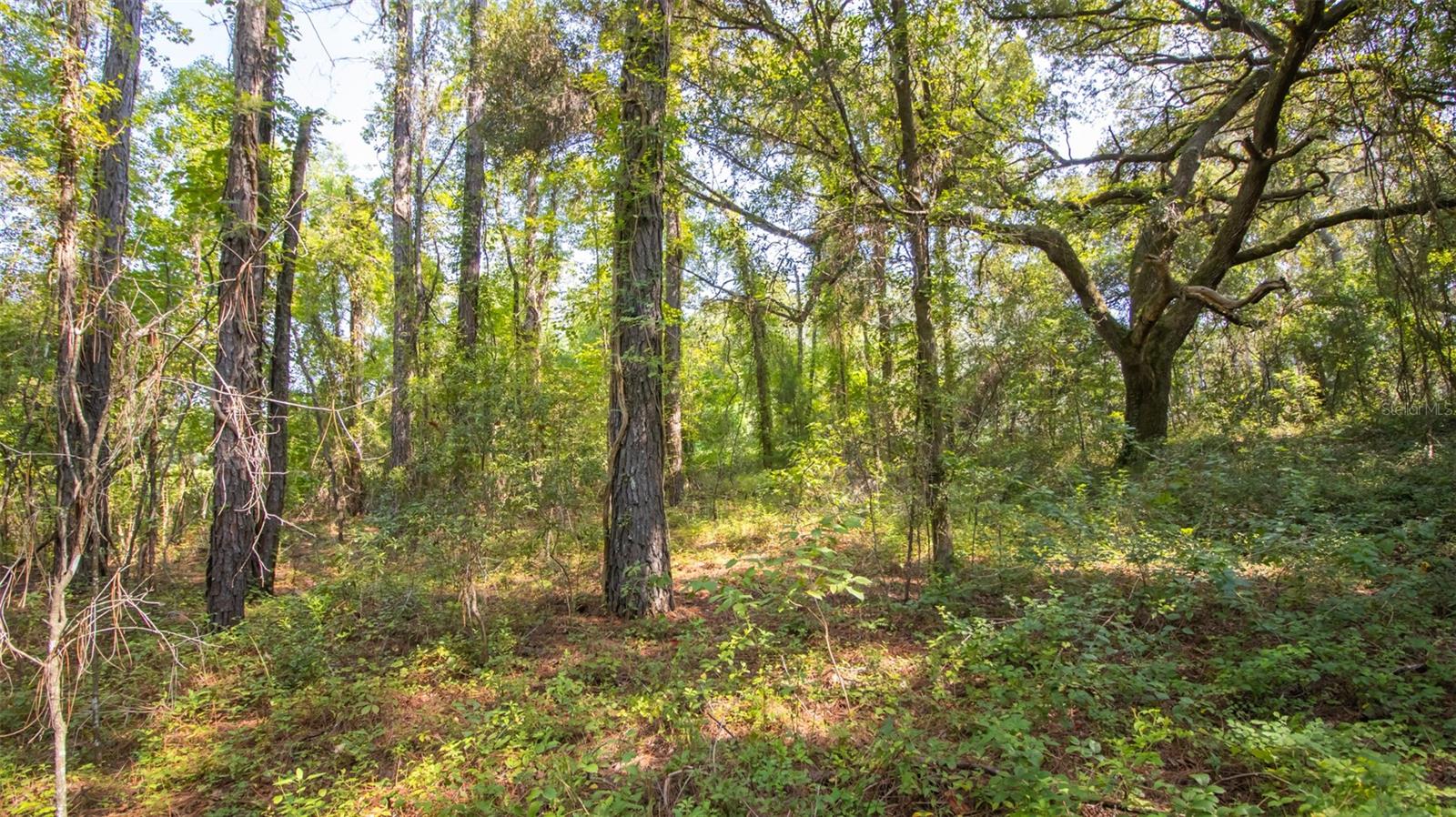 101 ASHLEY LAKE DR, MELROSE, FL — photo 26