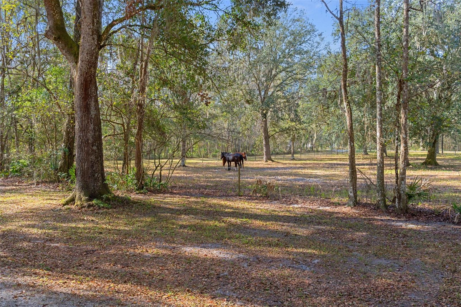 5248 NEFF LAKE RD, BROOKSVILLE, FL — photo 87