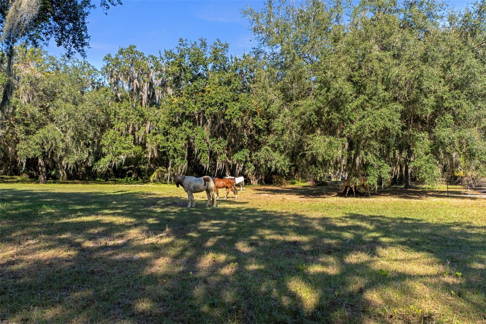27910 DEBBIE RD, OKAHUMPKA, FL — photo 150