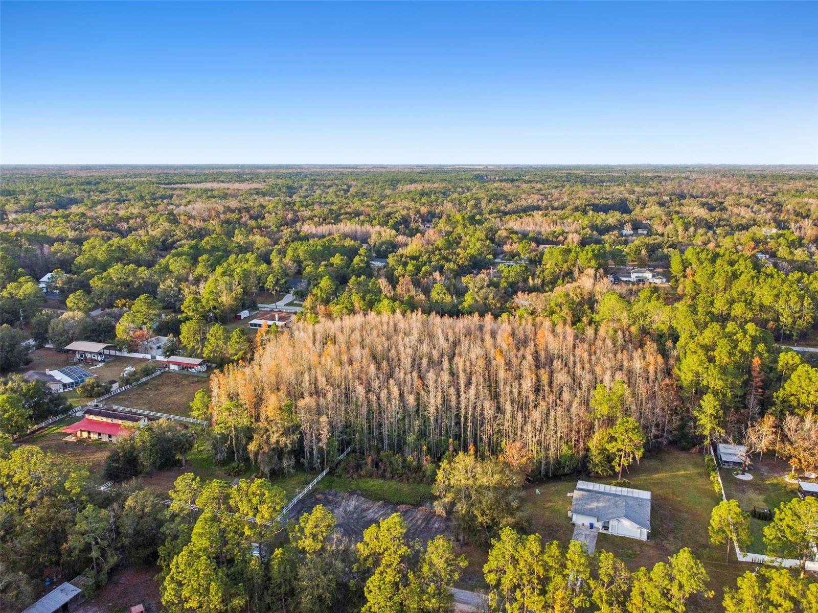 26305 BLUESTRIPE DR, WESLEY CHAPEL, FL — photo 11