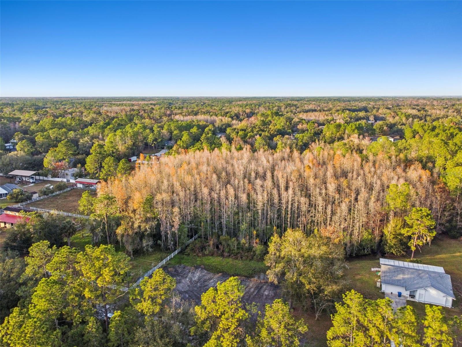 26305 BLUESTRIPE DR, WESLEY CHAPEL, FL — photo 12