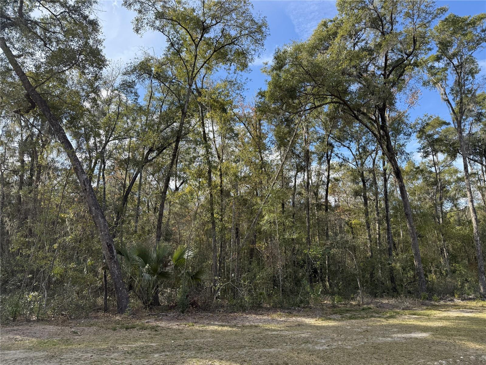 Irvine Acres #3 (10ac) W HWY 318, REDDICK, FL — photo 10