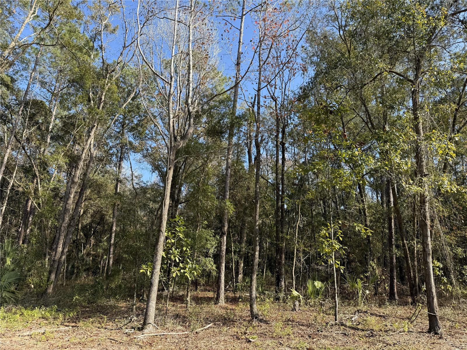 Irvine Acres #3 (10ac) W HWY 318, REDDICK, FL — photo 24