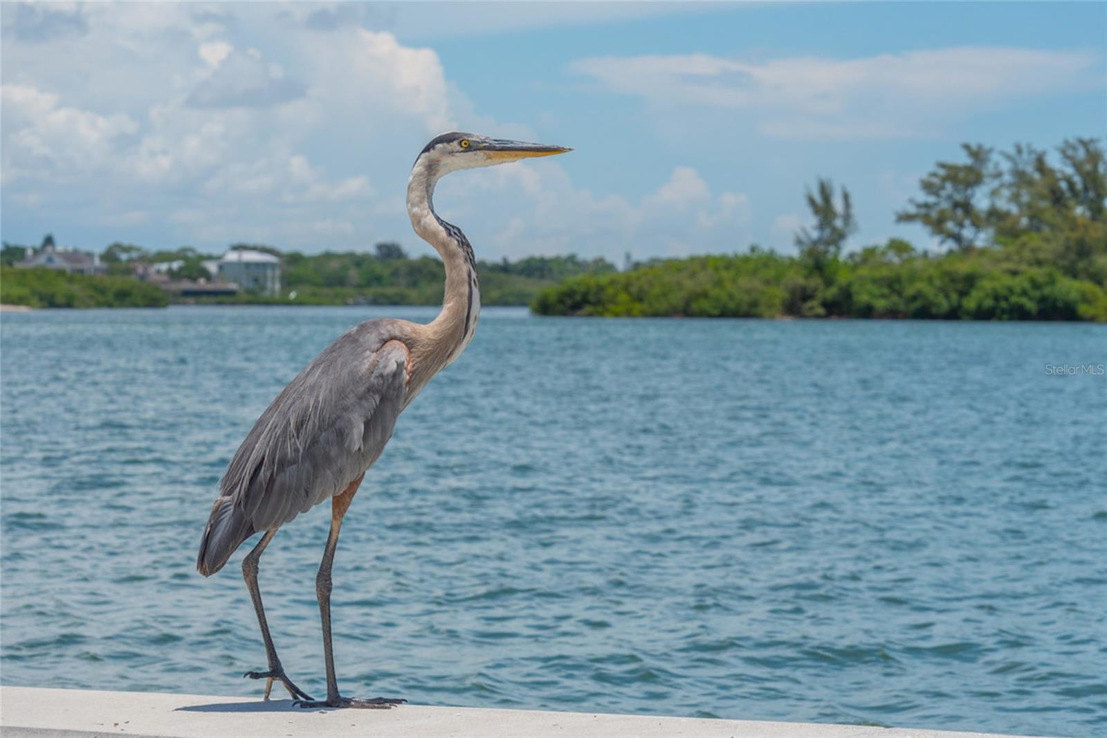 525 CHANNEL LN, LONGBOAT KEY, FL — photo 16