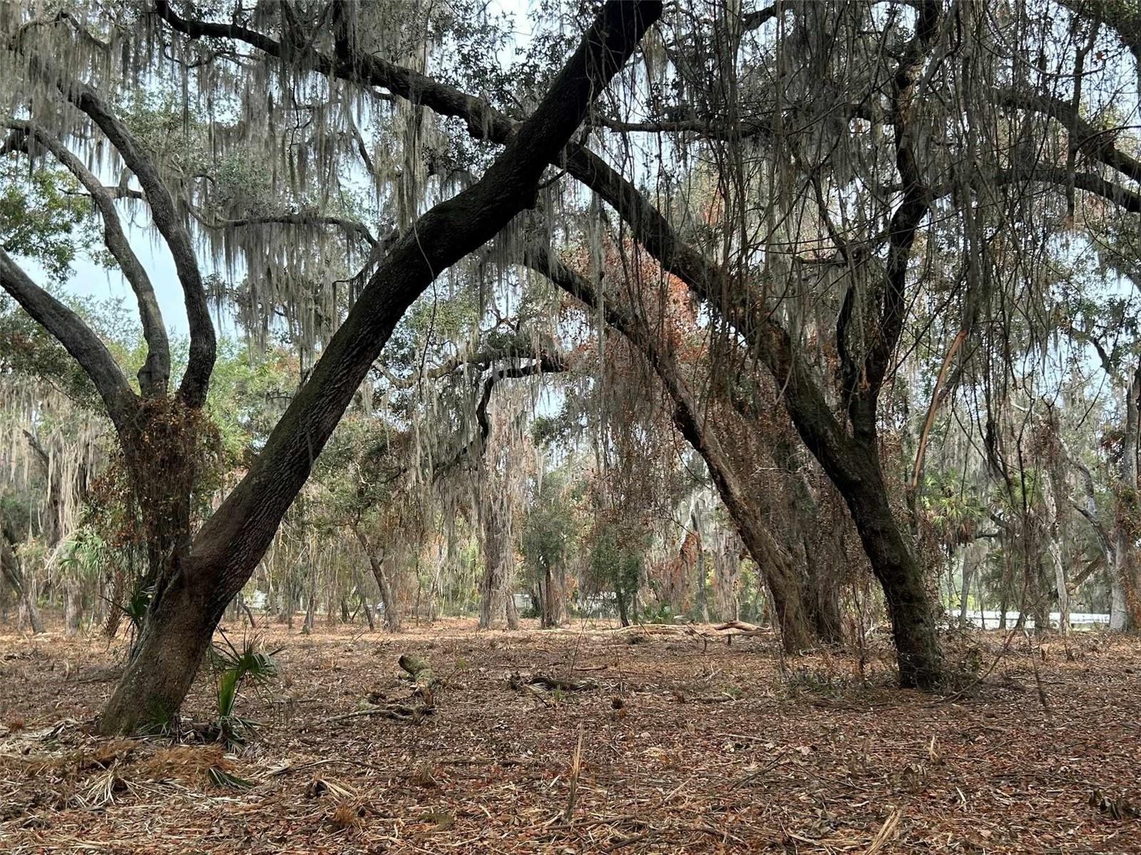 FAYE ST, HAWTHORNE, FL — photo 4
