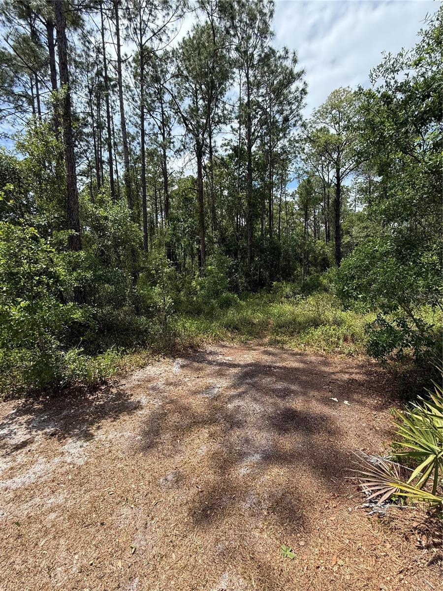 TBD NE 156TH LN, FORT MC COY, FL — photo 5