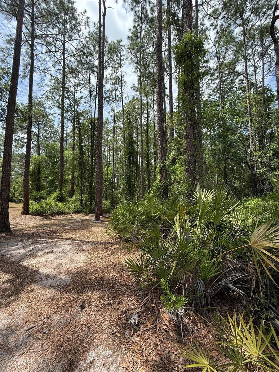 TBD NE 156TH LN, FORT MC COY, FL — photo 7