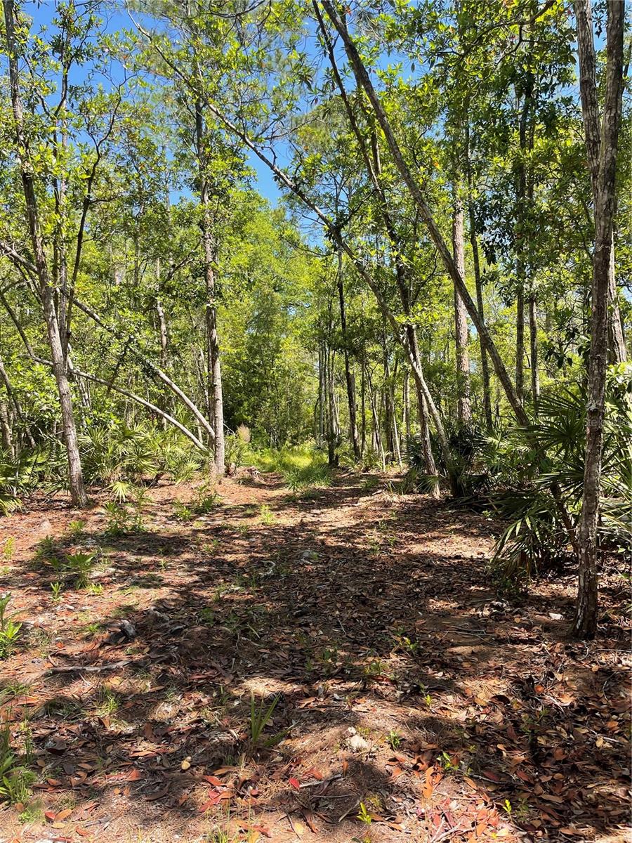 3781 PINE PITCH CT, ORMOND BEACH, FL — photo 2