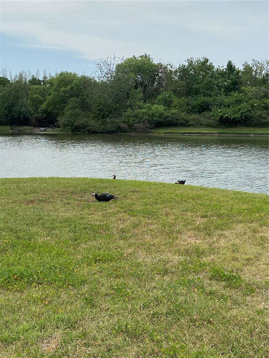 8210 DOWN ROYAL RD, TAMPA, FL — photo 41