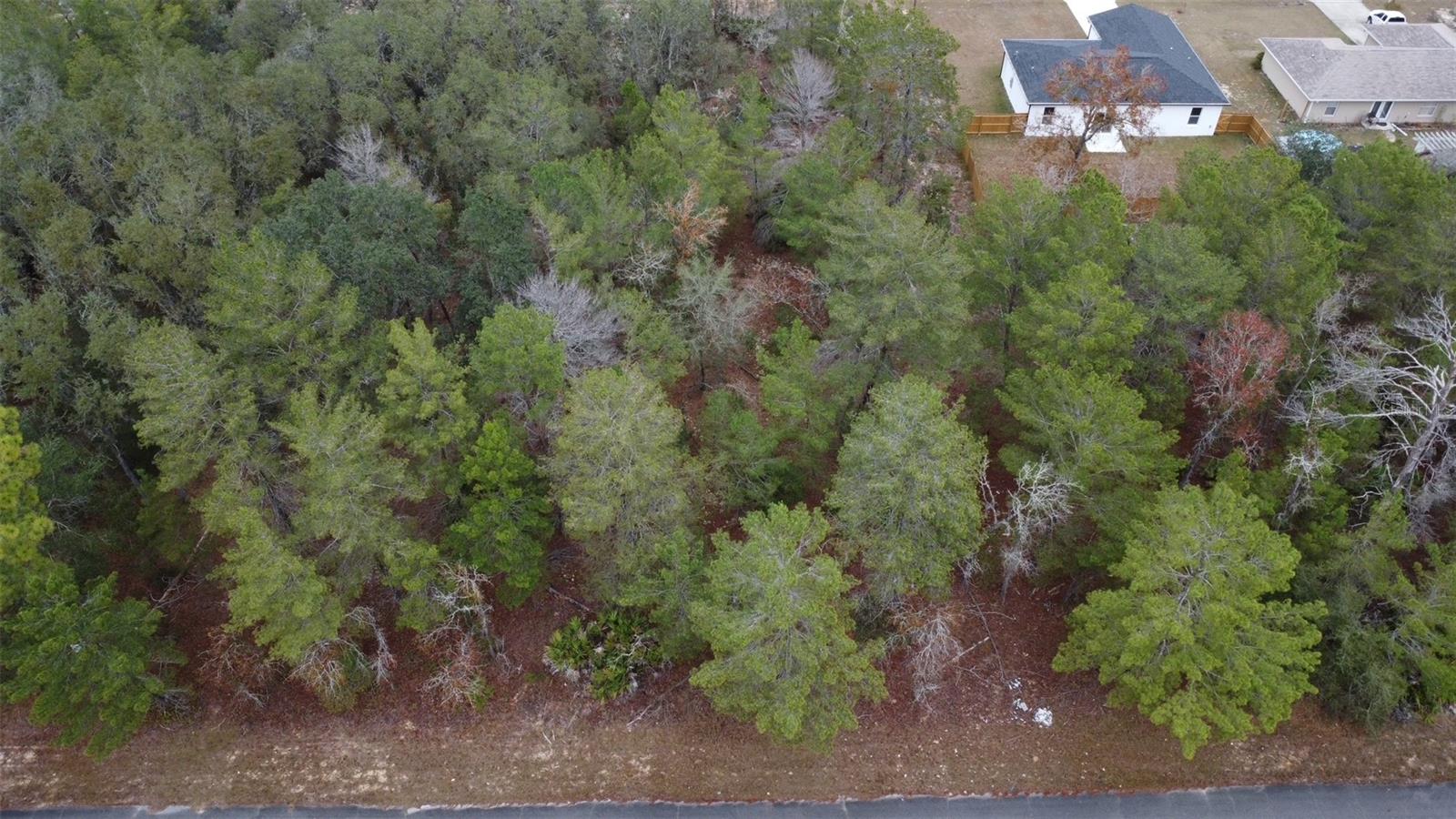 MALAUKA DR, OCKLAWAHA, FL — photo 3