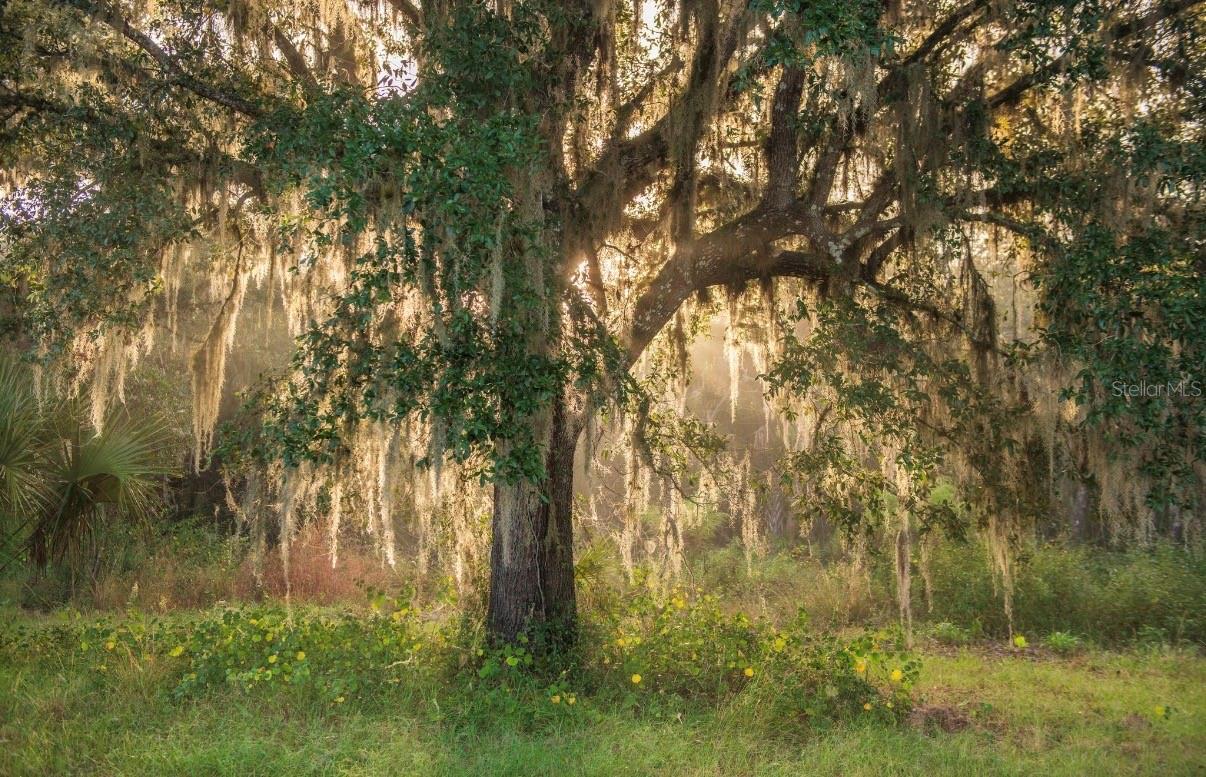 1061 HARRIS RD, ARCADIA, FL — photo 13