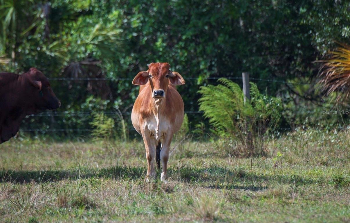 1061 HARRIS RD, ARCADIA, FL — photo 16