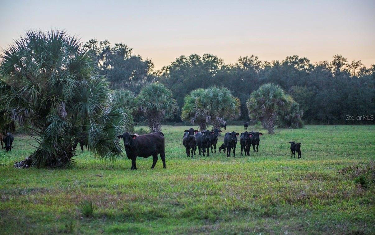 1061 HARRIS RD, ARCADIA, FL — photo 30