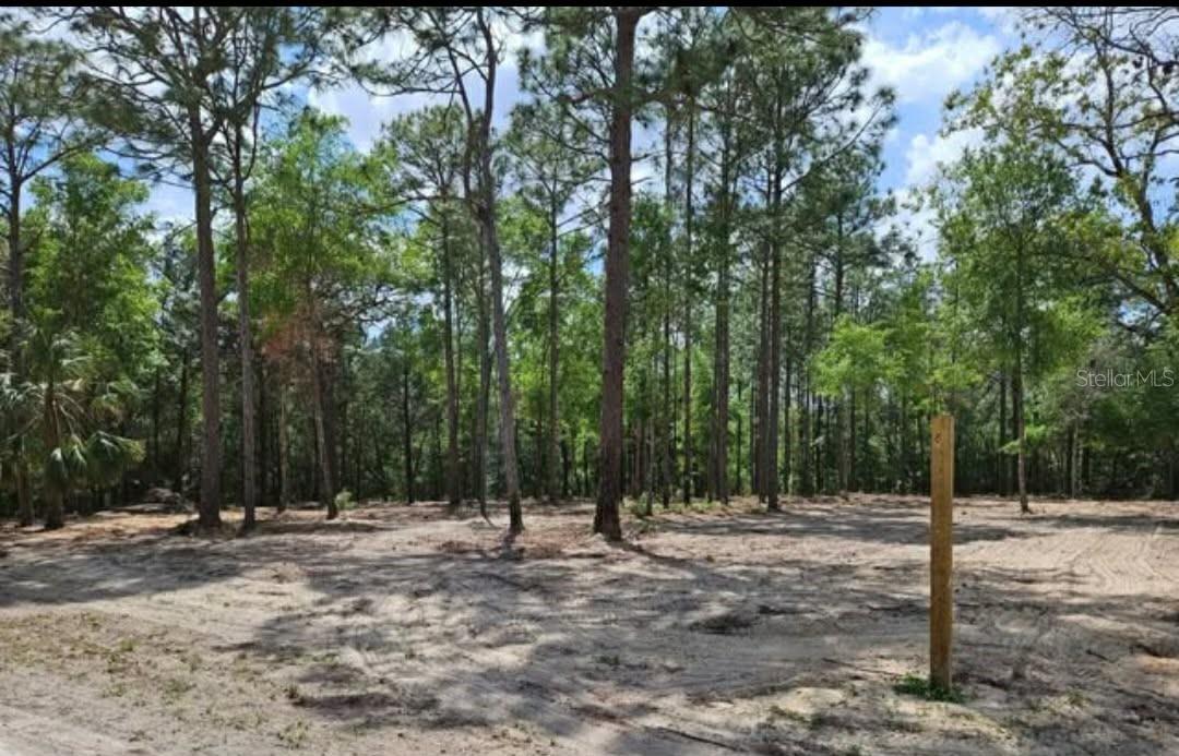 CORMORANT RD, WEEKI WACHEE, FL — photo 5