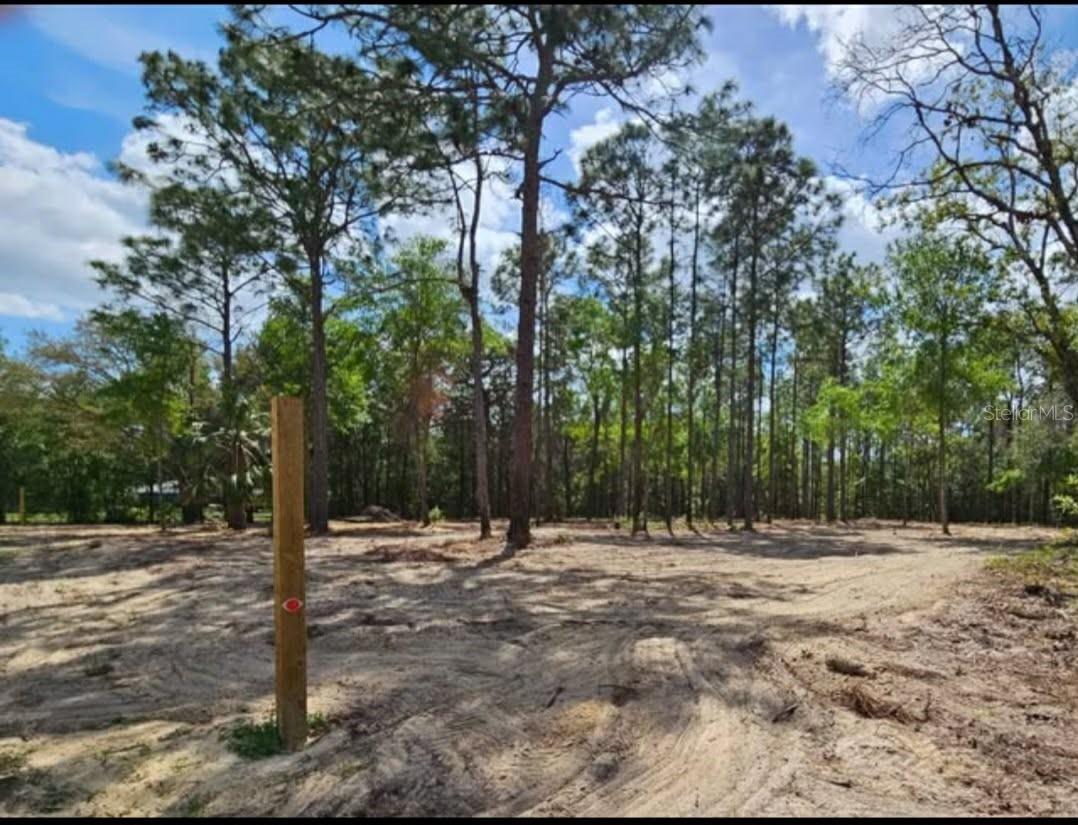 CORMORANT RD, WEEKI WACHEE, FL — photo 6