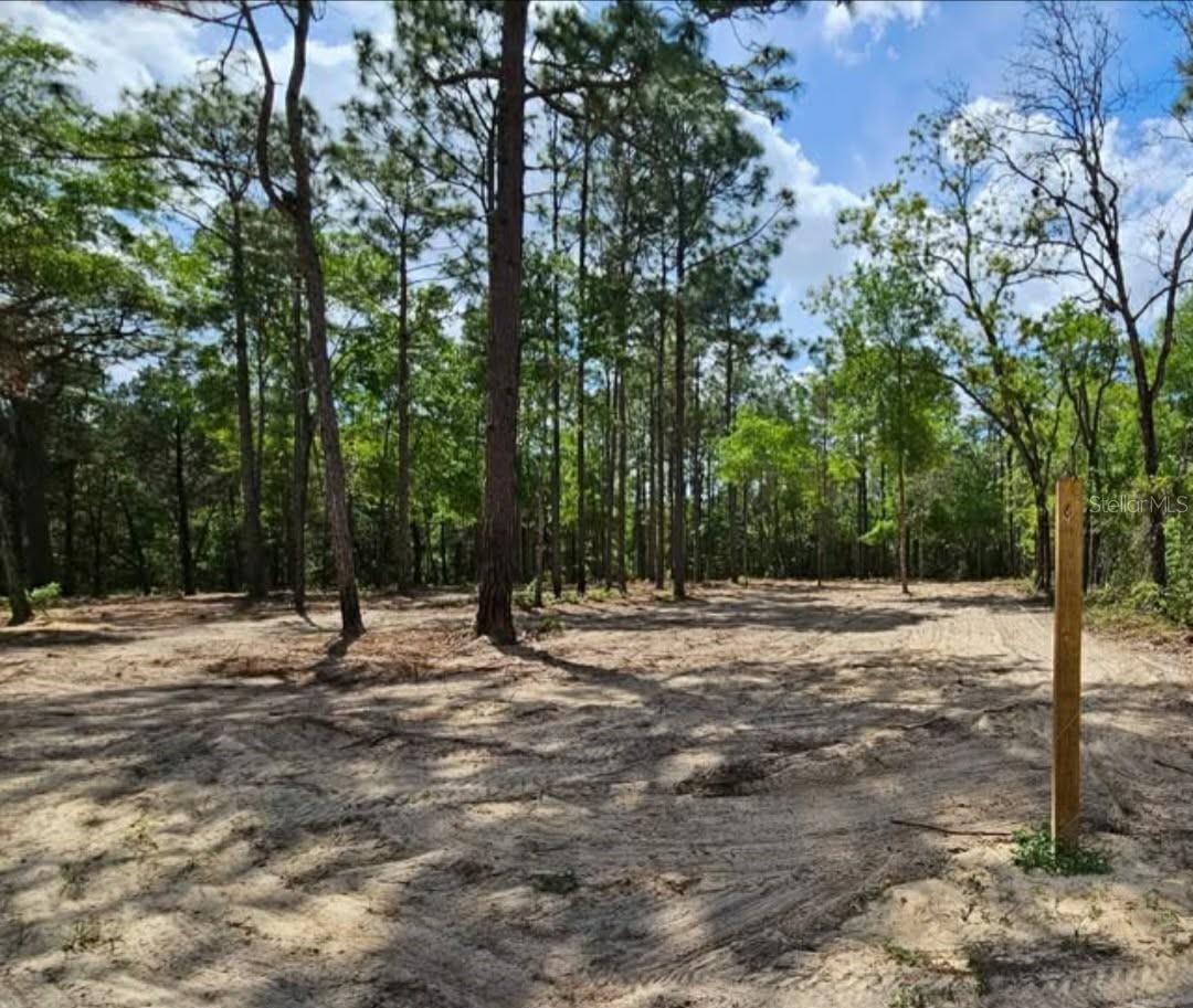 CORMORANT RD, WEEKI WACHEE, FL — photo 8