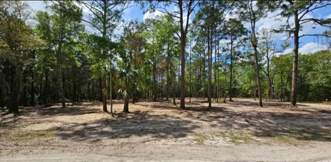 CORMORANT RD, WEEKI WACHEE, FL — photo 9
