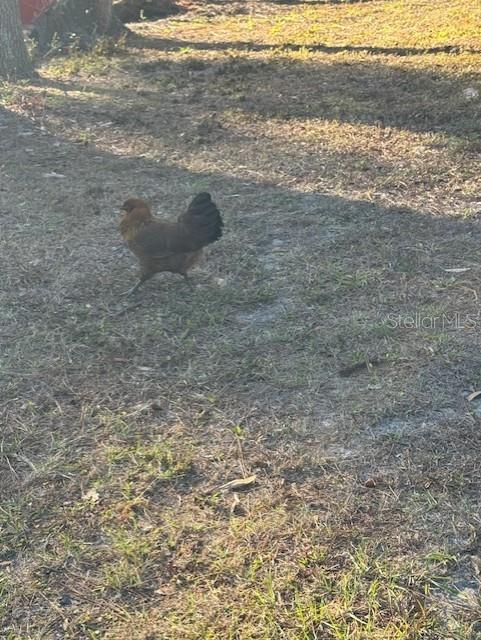 12512 CR 685, WEBSTER, FL — photo 9