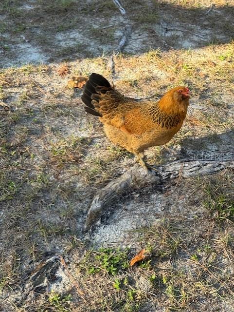 12512 CR 685, WEBSTER, FL — photo 10