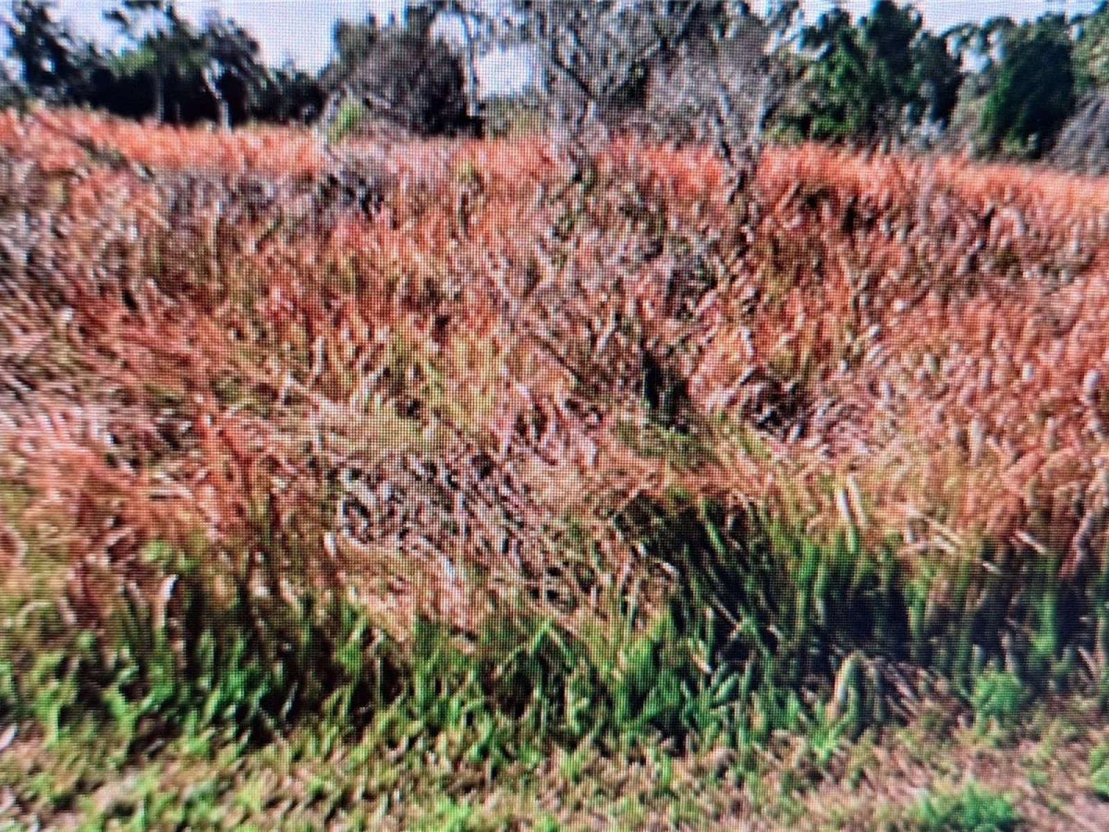 JAYLENE RD, NORTH PORT, FL — photo 1