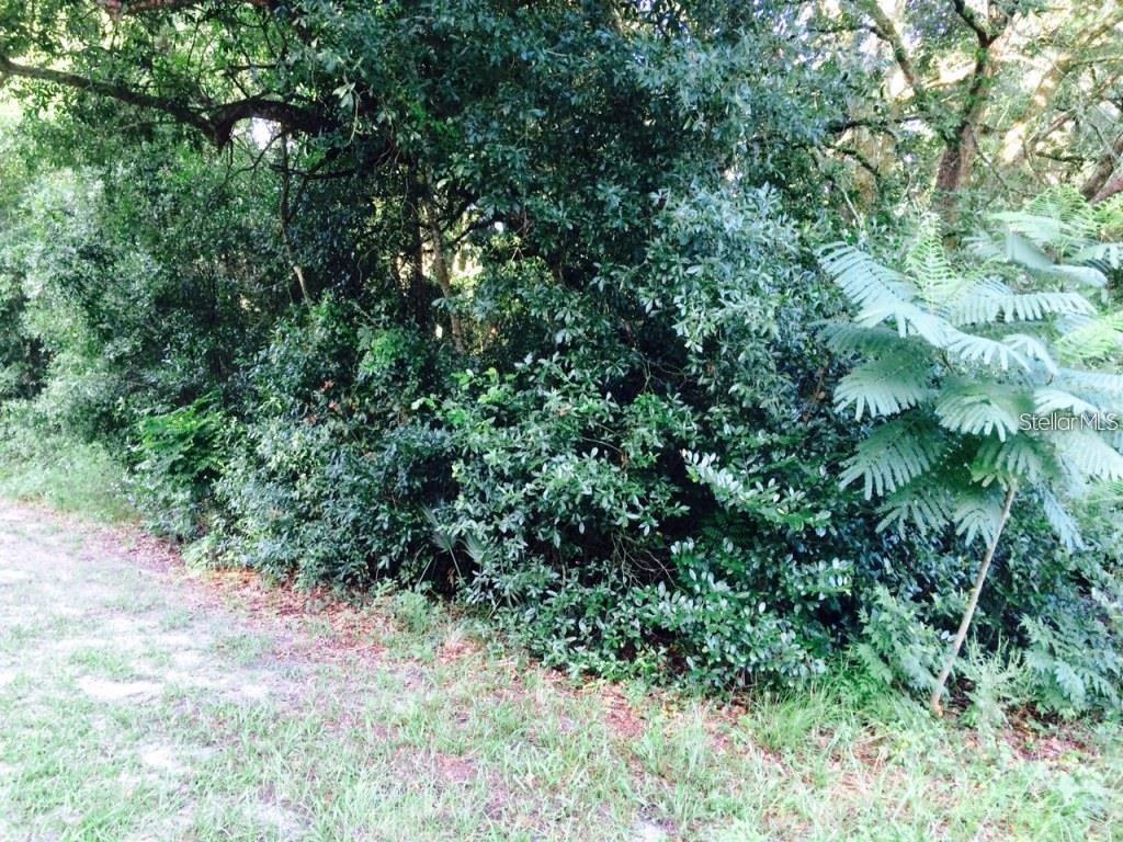 111 FREDERICK ST, INTERLACHEN, FL — photo 3