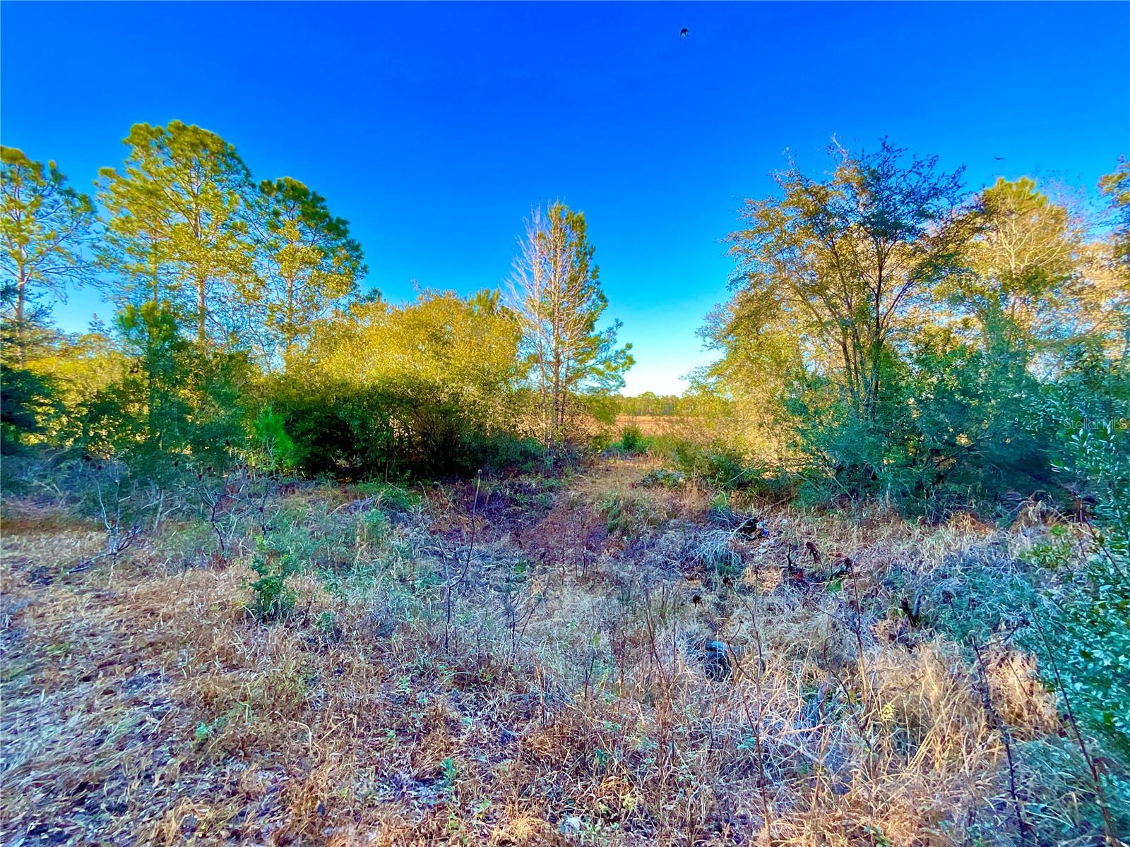 TBD LAKEVIEW WAY, INTERLACHEN, FL — photo 3