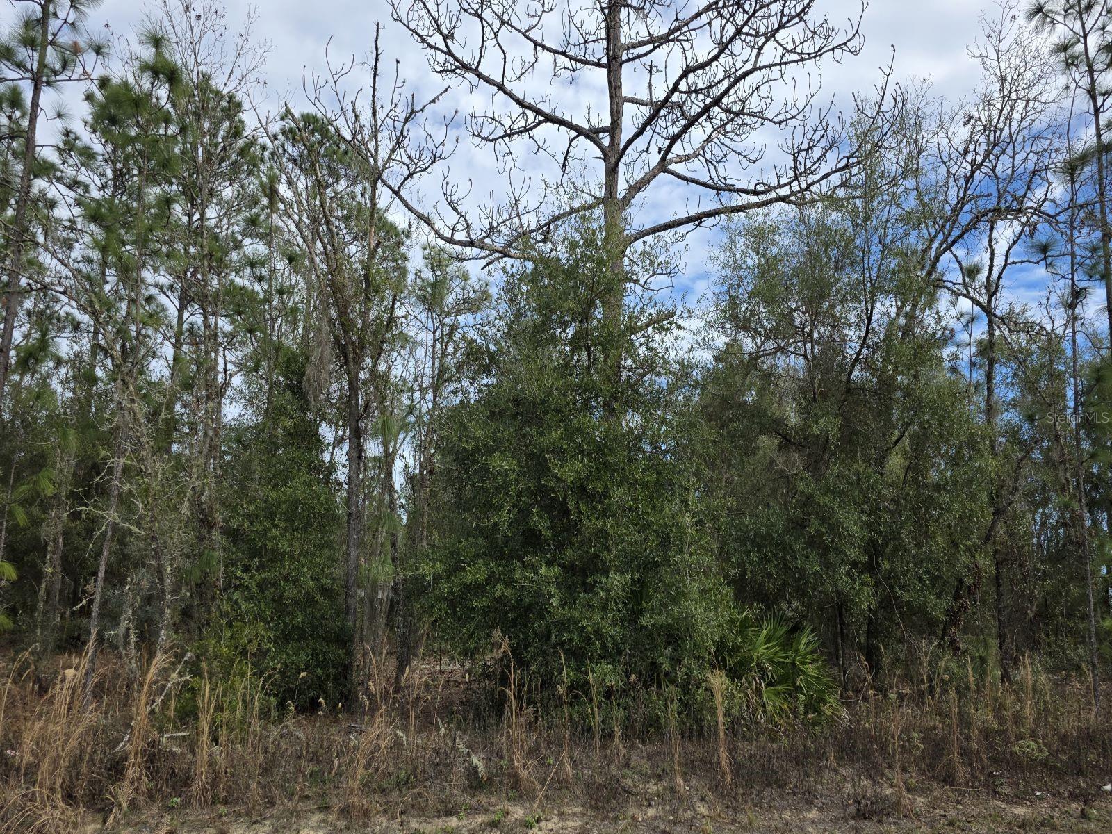 SW 141ST CT, OCALA, FL — photo 4