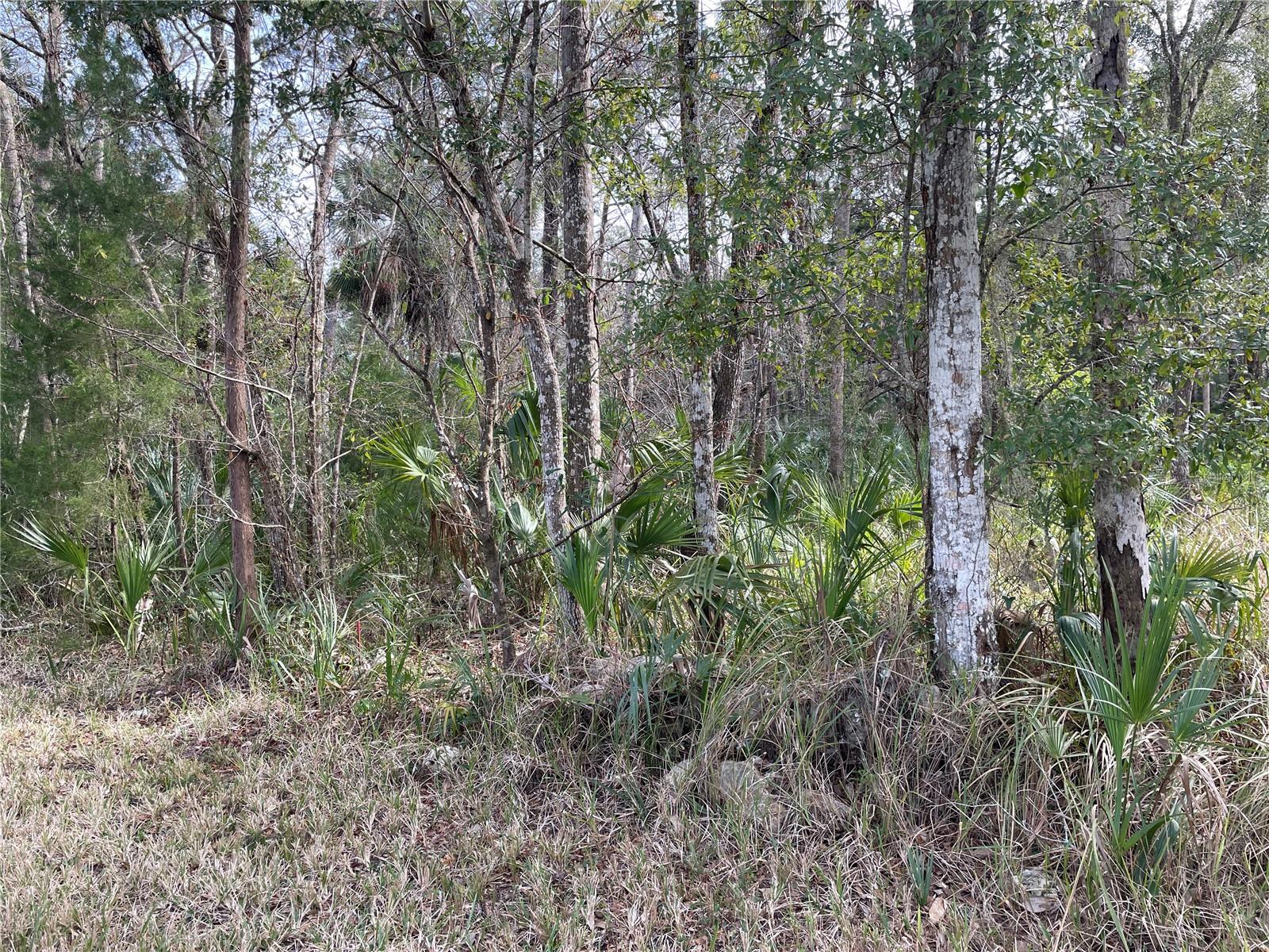11106 W TOWNSEND LN, HOMOSASSA, FL — photo 3