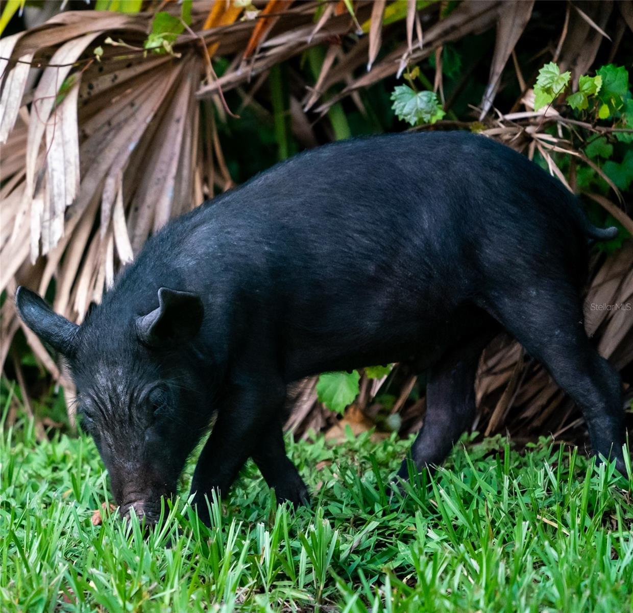 5 AYE CT, PLACIDA, FL — photo 71