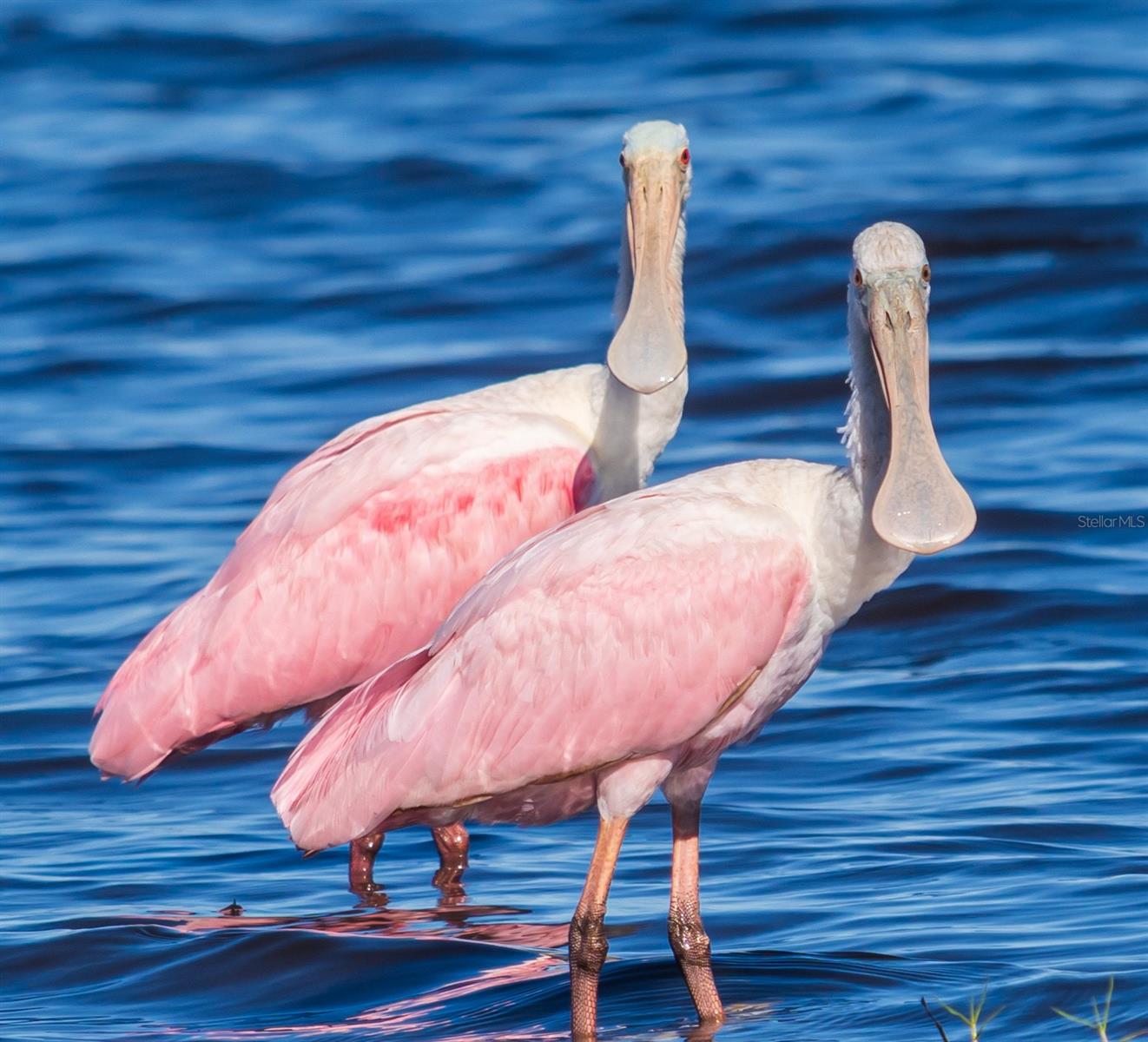 5 AYE CT, PLACIDA, FL — photo 73