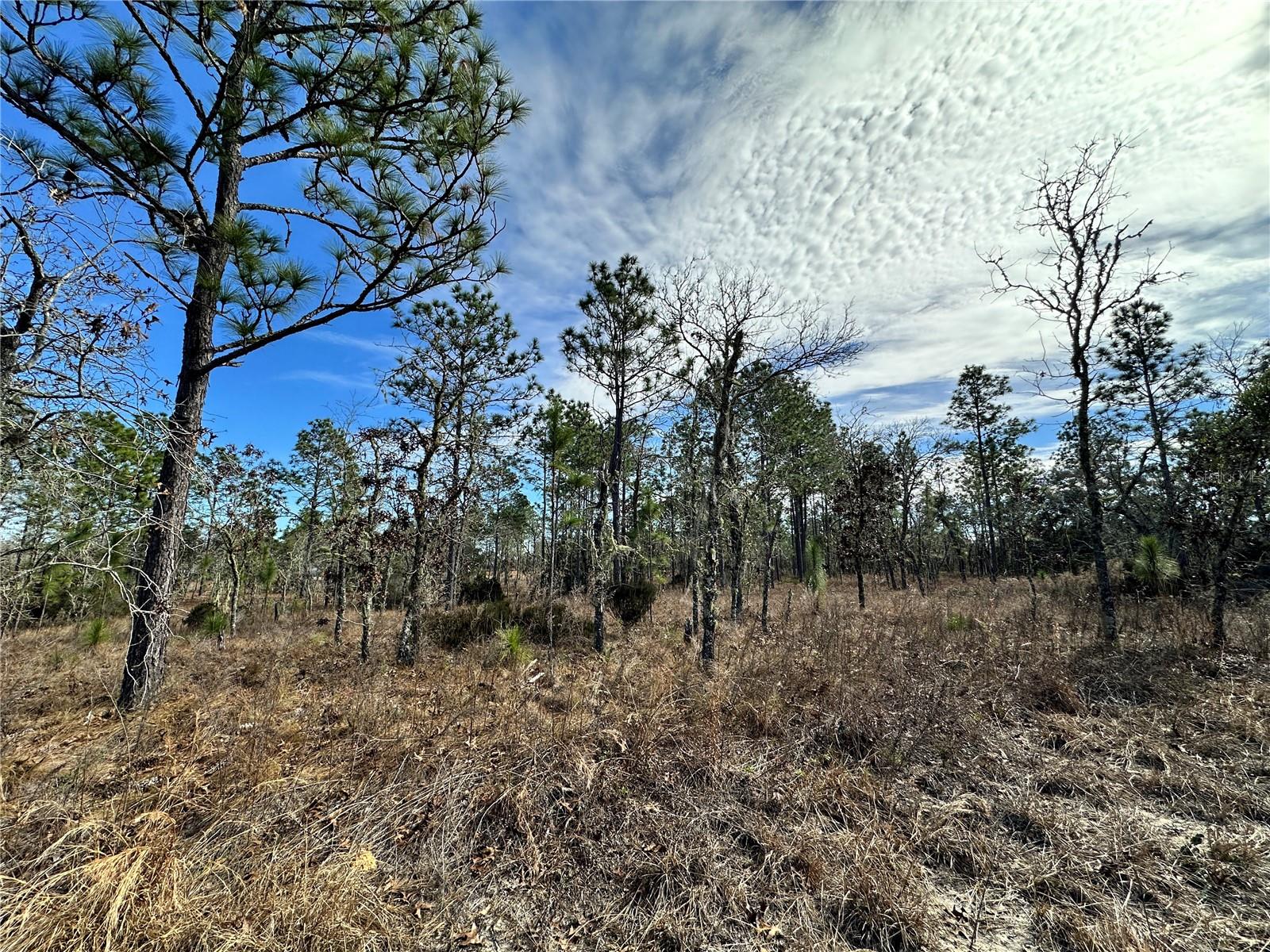 TBD NE 150TH CT, WILLISTON, FL