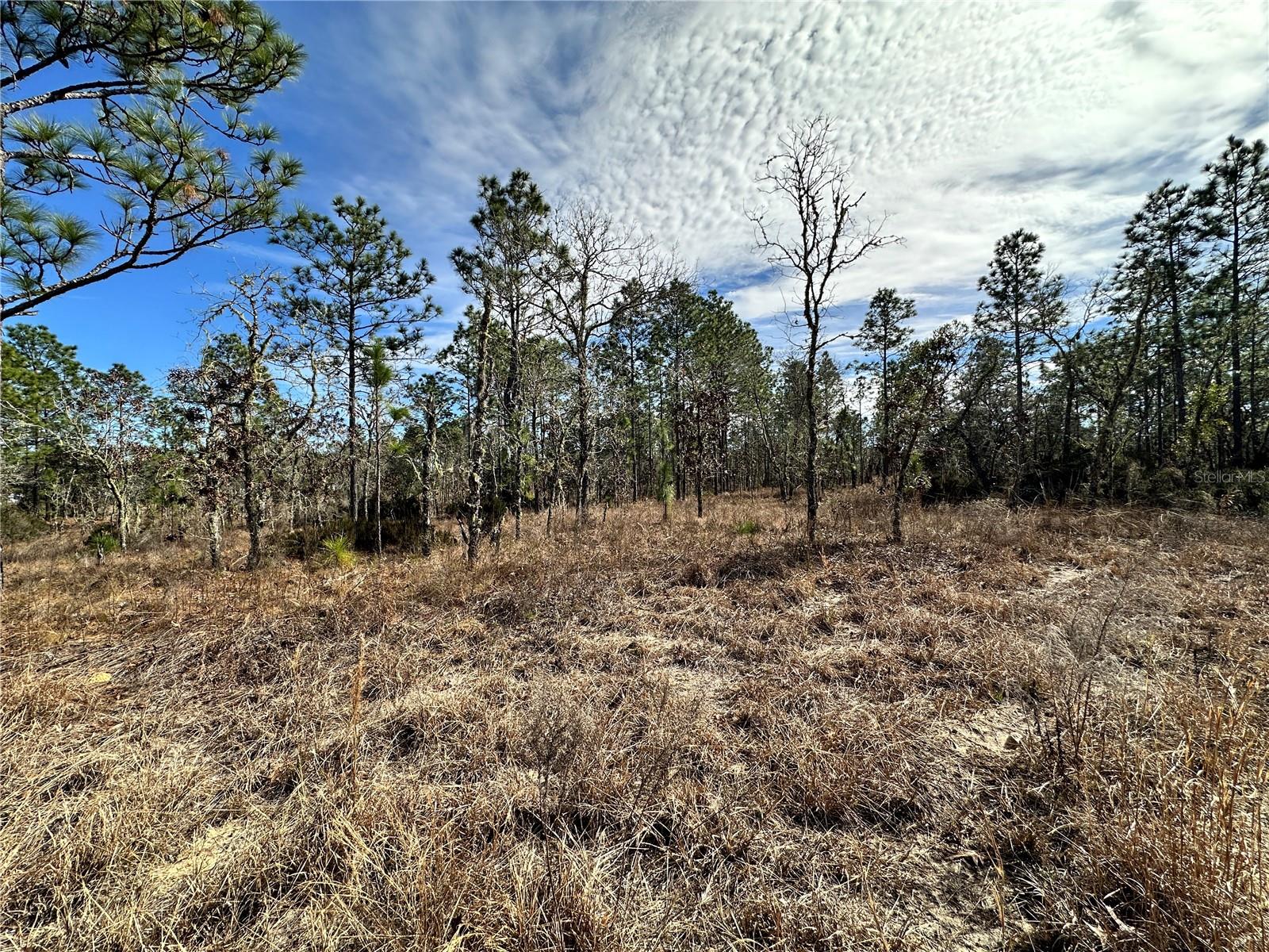 TBD NE 150TH CT, WILLISTON, FL — photo 2