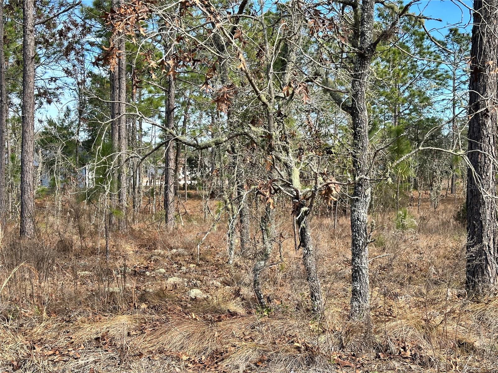 TBD NE 150TH CT, WILLISTON, FL — photo 5