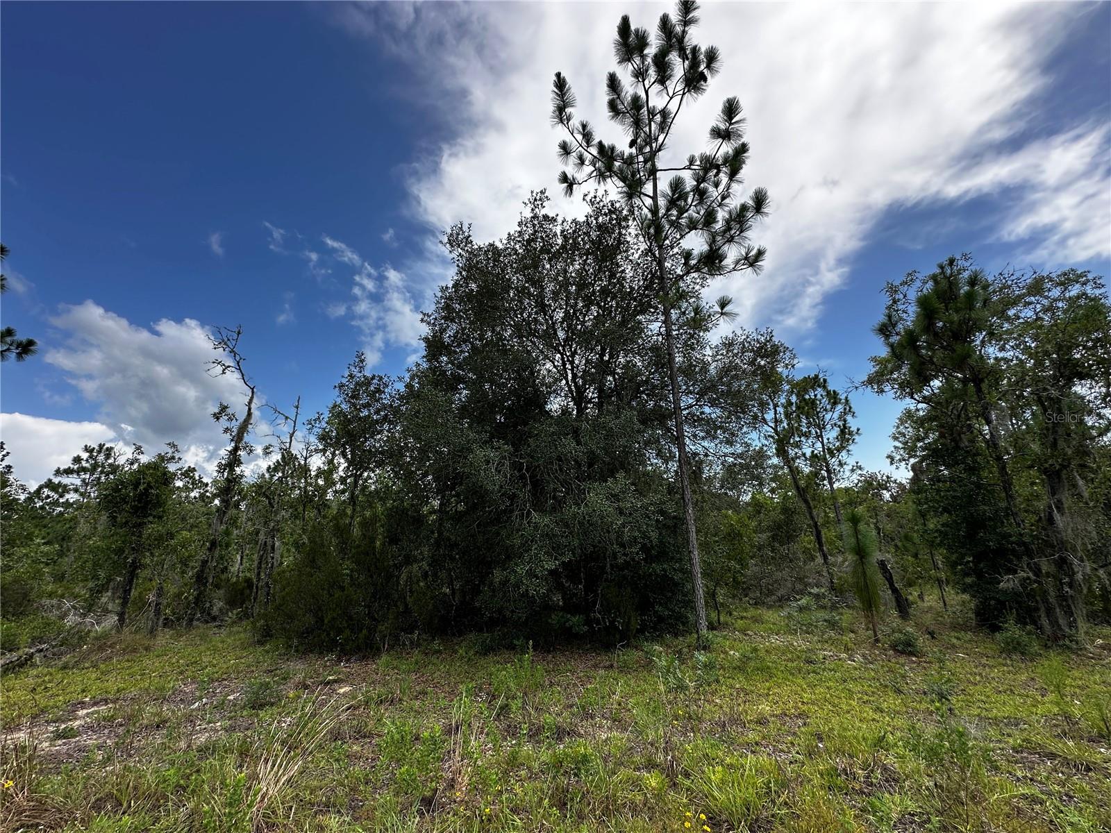 TBD NE 16TH LN, WILLISTON, FL — photo 2