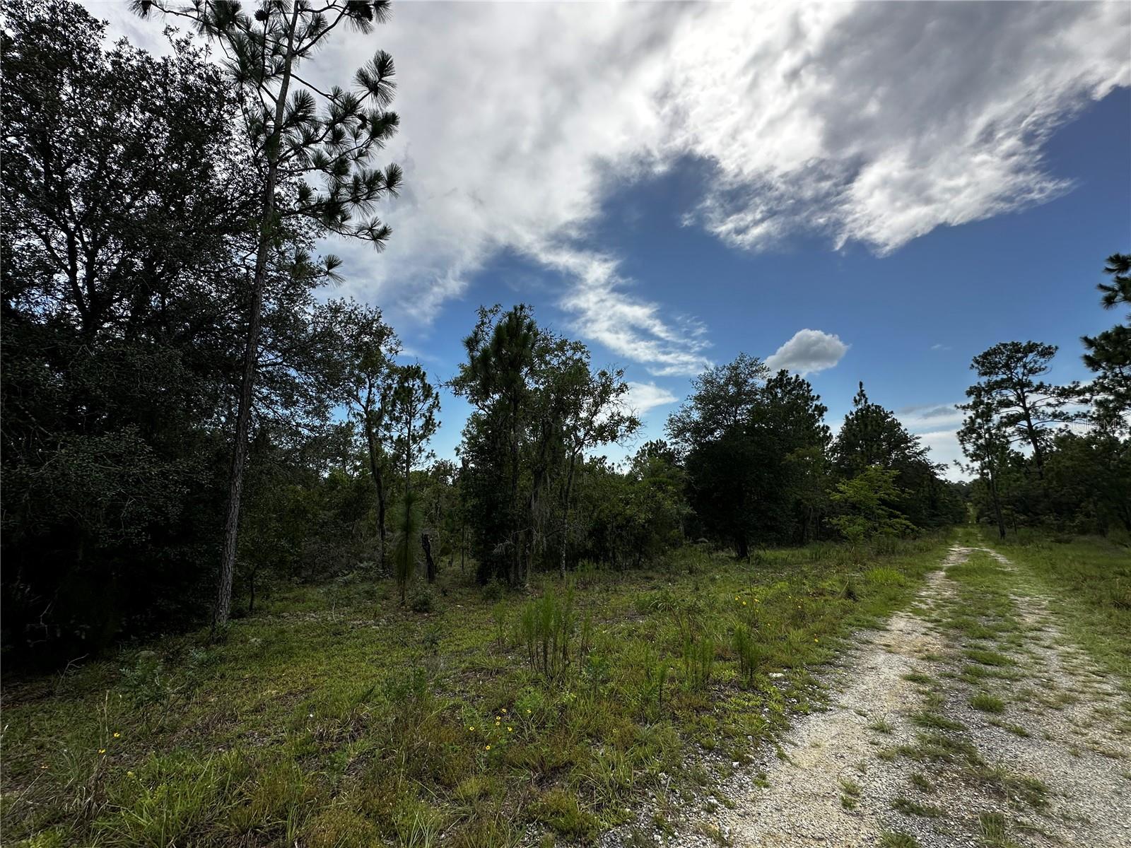 TBD NE 16TH LN, WILLISTON, FL — photo 3