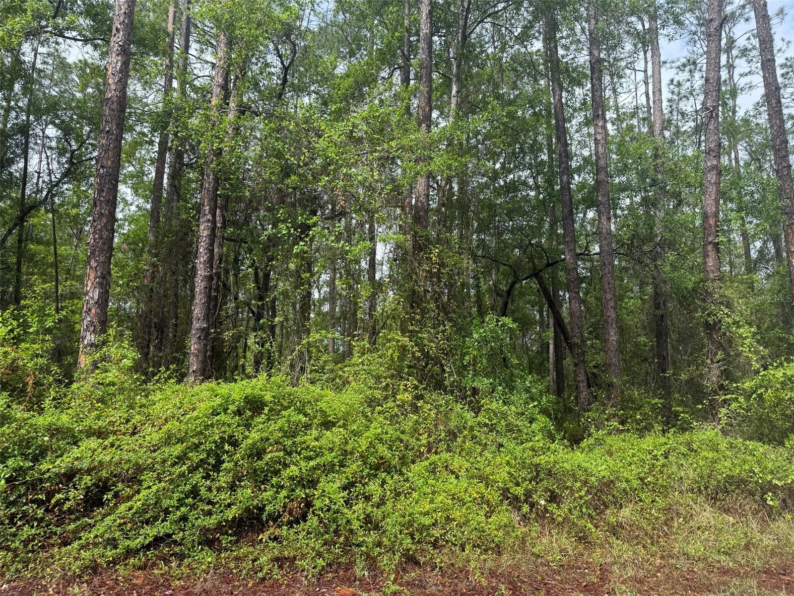 SEMINOLE AVE, INTERLACHEN, FL — photo 5