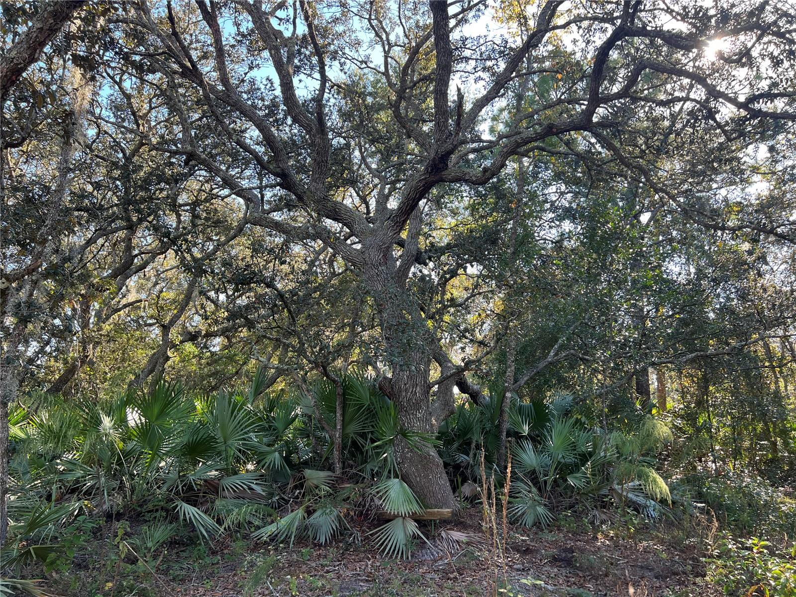 SUNRISE BLVD, MOUNT DORA, FL — photo 5