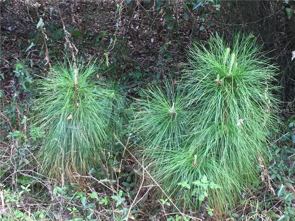 Lot 9 HONEYCOMB CIR, NORTH PORT, FL — photo 8