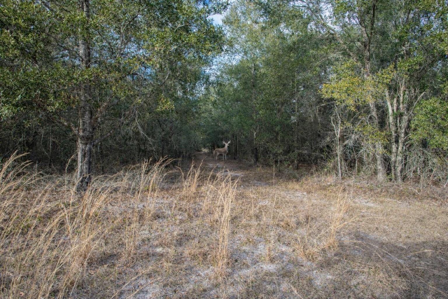 TBD SW MAPLEWOOD PL #LOT 5, FORT WHITE, FL — photo 6