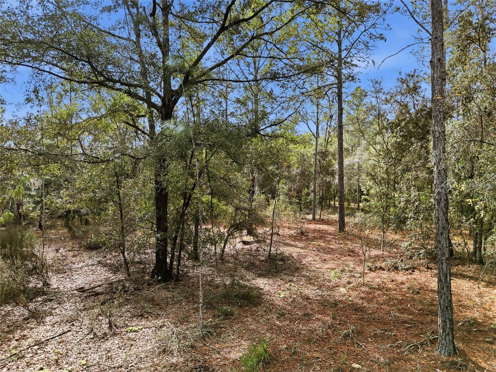 00 NE 111TH LN, BRONSON, FL — photo 10