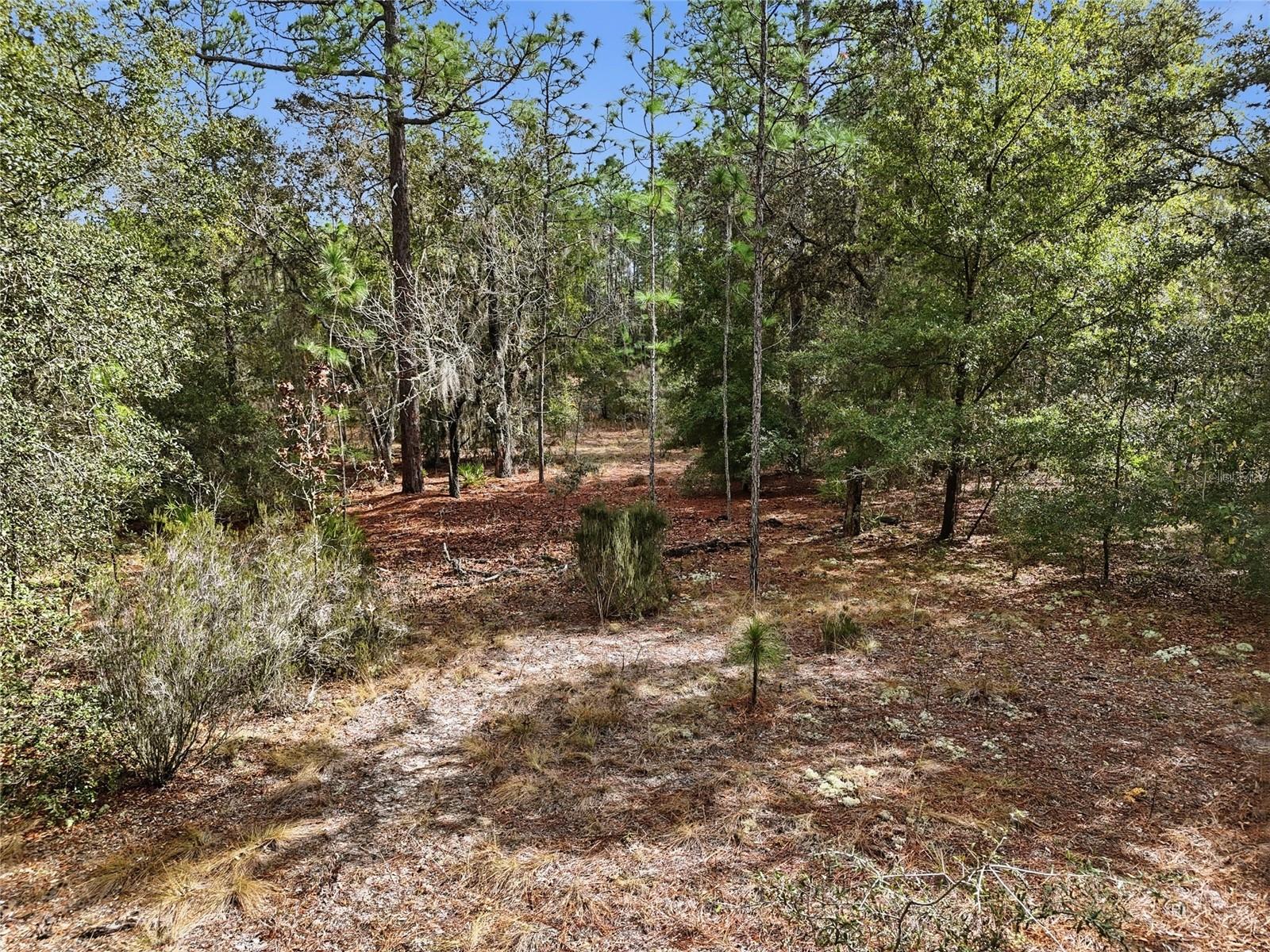 00 NE 111TH LN, BRONSON, FL — photo 11