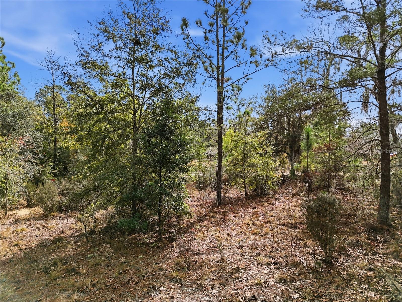 00 NE 111TH LN, BRONSON, FL — photo 13