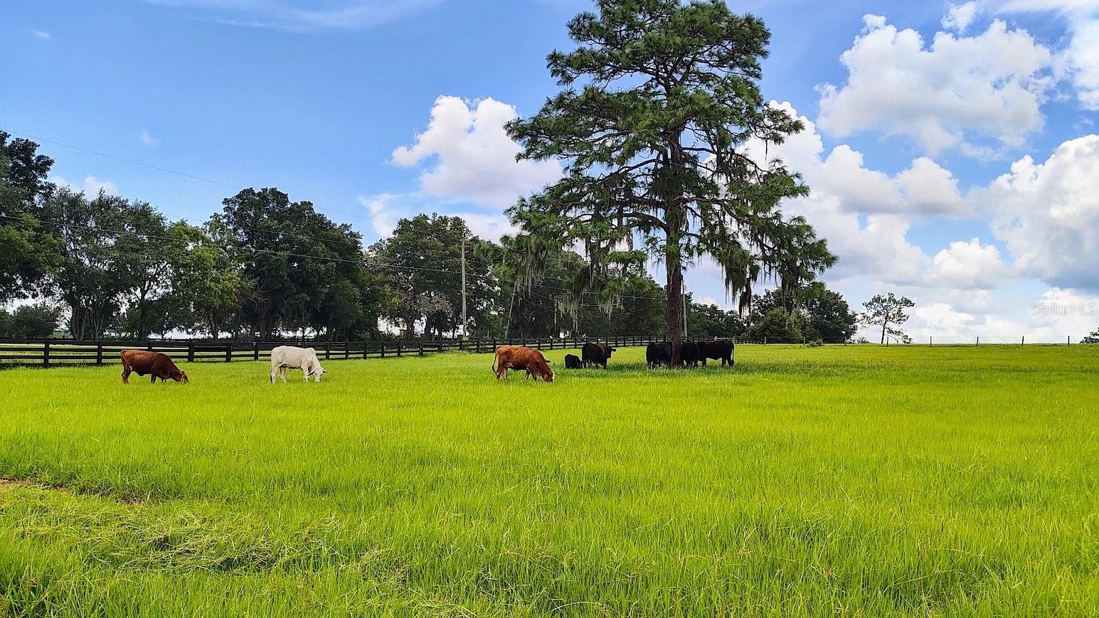 8385 S PLEASANT GROVE RD, INVERNESS, FL