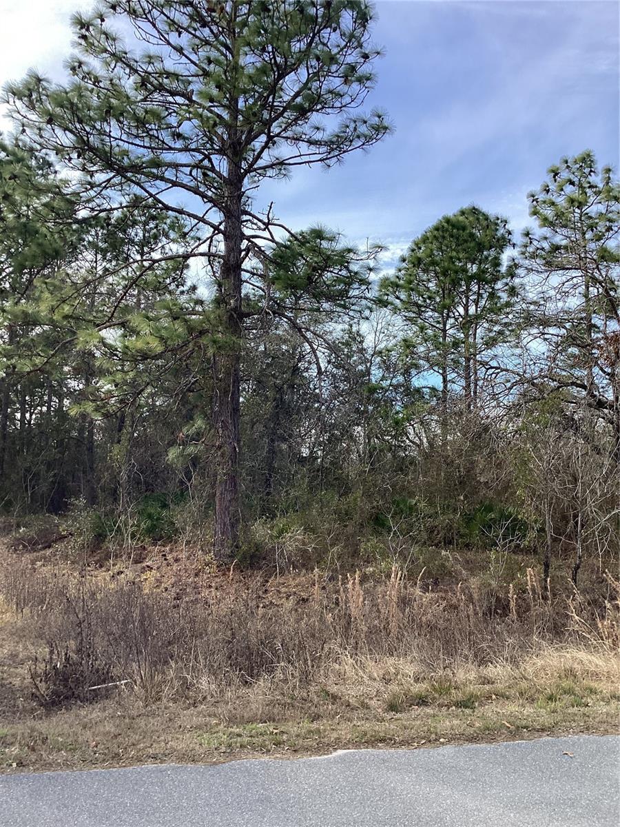 12449 INDIGO BUNTING, WEEKI WACHEE, FL — photo 9