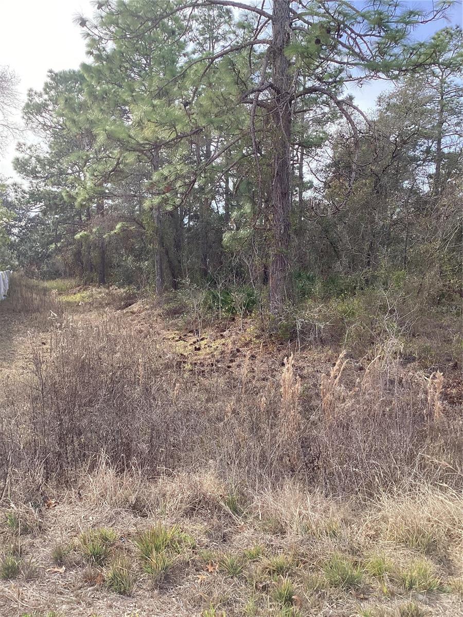 12449 INDIGO BUNTING, WEEKI WACHEE, FL — photo 11