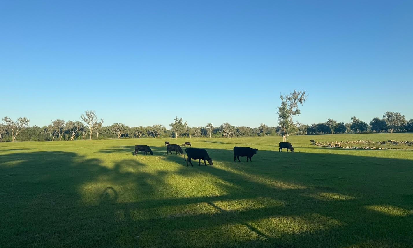 NW 160 AVE, MORRISTON, FL — photo 7