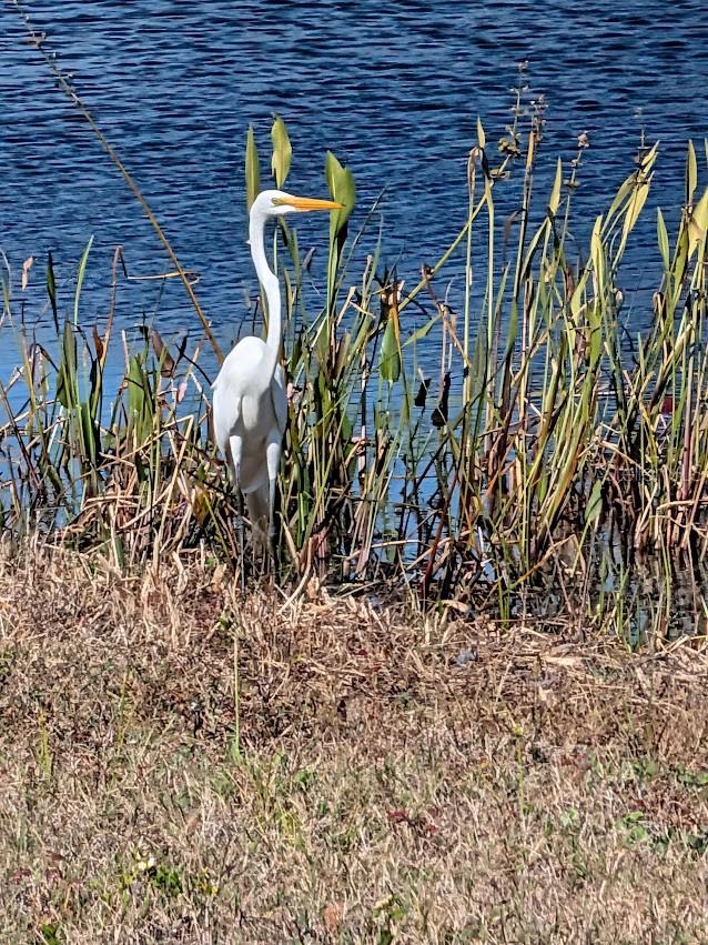 19613 LONG LAKE RANCH BLVD, LUTZ, FL — photo 53