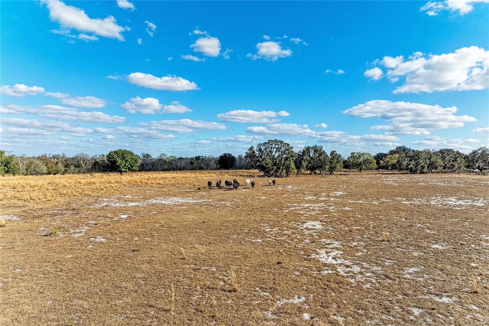 33100 & 33070 TAYLOR GRADE RD, PARRISH, FL — photo 22