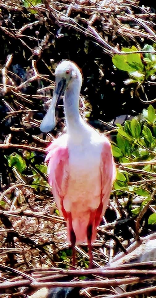 1627 DEL MONTE CT, VENICE, FL — photo 70